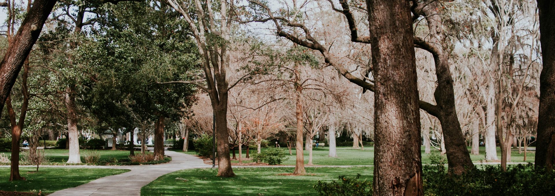 photo of pathway between trees