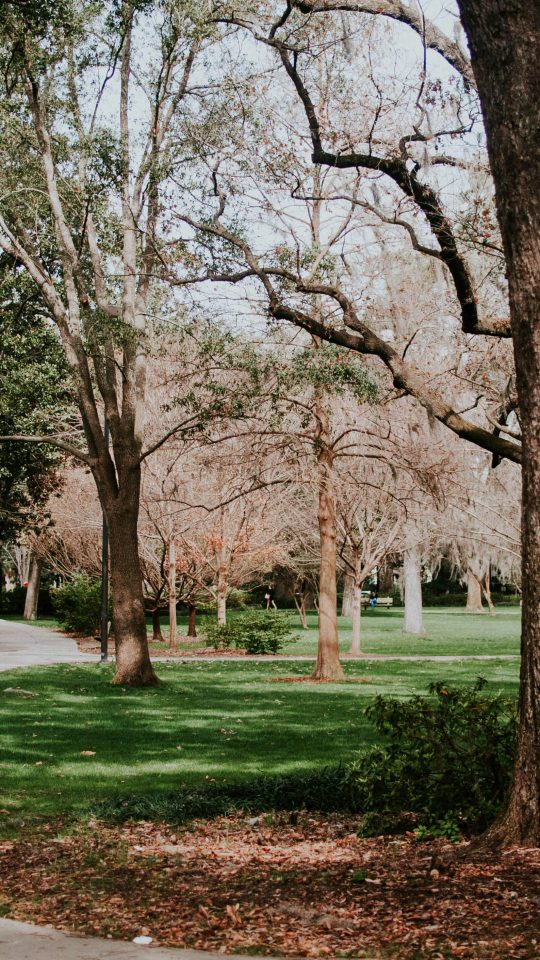 photo of pathway between trees